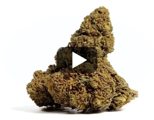 MANGO CBD BOOST – 20 g view 2